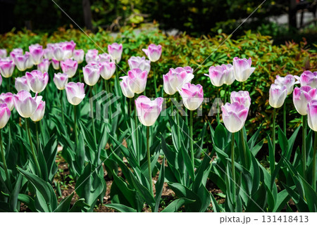 Elegant pink and white Triumph tulips stand tall in a vibrant spring garden, their delicate petals glowing in sunlight and creating a peaceful floral scene. 131418413