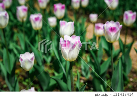 Soft pink and white Triumph tulips bloom in a lush spring garden under warm sunlight, creating a serene and colorful floral landscape ideal for nature lovers. 131418414