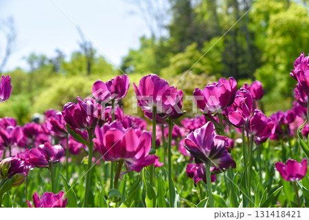 Vibrant purple double tulips Blue Diamond blooming in spring garden, lush layered petals glowing under sunlight with green foliage background. Vibrant purple double tulips Blue Diamond blooming in spring garden, lush layered petals glowing under sunlight with green foliage background. 131418421