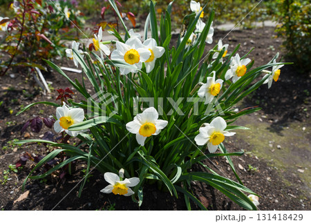 Bush of white daffodils with orange centers blooming together in spring garden, surrounded by green leaves and natural soil background. 131418429