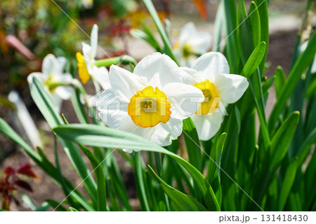 Two white daffodil flowers with vivid orange centers in closeup, showing delicate petals and green leaves in fresh spring garden. Two white daffodil flowers with vivid orange centers in closeup, showing delicate petals and green leaves in fresh spring garden. 131418430