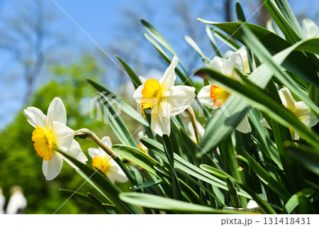 White daffodils with orange centers blooming against blue sky, fresh spring flowers with bright petals and green leaves in sunlight. White daffodils with orange centers blooming against blue sky, fresh spring flowers with bright petals and green leaves in sunlight. 131418431