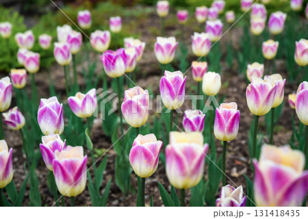 Spring garden of Triumph tulip Happy Generation with creamy white petals and bright pink edges blooming outdoors in soft daylight creating a vibrant floral display Spring garden of Triumph tulip Happy Generation with creamy white petals and bright pink edges blooming outdoors in soft daylight creating a vibrant floral display 131418435