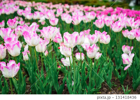 Ruffled parrot tulips Silver Parrot with silvery pink petals edged creamy white, variegated foliage, in garden bed with rich background light. Ruffled parrot tulips Silver Parrot with silvery pink petals edged creamy white, variegated foliage, in garden bed with rich background light. 131418436