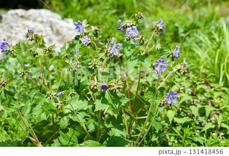 Geranium pratense bush in Primorsky Krai with many violet blue blossoms and leafy stems, creating a lush display of wild summer flora. Geranium pratense bush in Primorsky Krai with many violet blue blossoms and leafy stems, creating a lush display of wild summer flora. 131418456