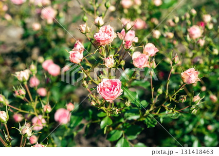 Several Allure Winter Jewel Floribunda roses in tender pink shades bloom softly together, creating a romantic and delicate summer view. Several Allure Winter Jewel Floribunda roses in tender pink shades bloom softly together, creating a romantic and delicate summer view. 131418463