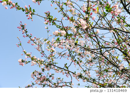 A delicate pink Prunus subhirtella (Higan cherry tree) in full bloom against a bright blue sky during early spring in Shanghai, with its characteristic sakura-like flowers covering the branches A delicate pink Prunus subhirtella (Higan cherry tree) in full bloom against a bright blue sky during early spring in Shanghai, with its characteristic sakura-like flowers covering the branches 131418469