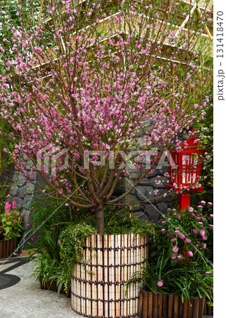 Blooming Prunus tree with vibrant pink flowers in a decorative planter, surrounded by lush greenery and a red Japanese lantern in a garden setting. Blooming Prunus tree with vibrant pink flowers in a decorative planter, surrounded by lush greenery and a red Japanese lantern in a garden setting. 131418470