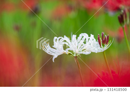 緑と紅に舞う白花 ― 自然の調和の中で 131418500