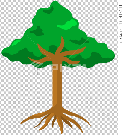 Evergreen broadleaf tree 131418511