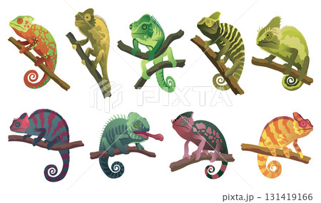 Chameleon lizards. Reptiles with curved tail and camouflage skin, tropical wildlife. Vector collection of different exotic animals 131419166