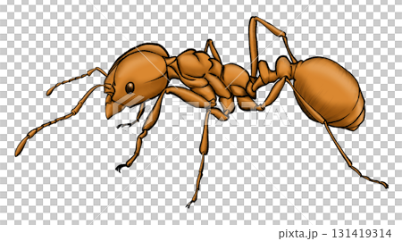 Illustration drawings of red ant on transparent background 131419314