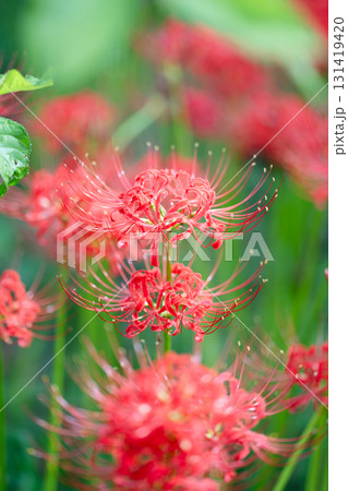 紅の重なり ― 二輪の彼岸花が奏でる調和　上下に咲いた彼岸花が、まるで音符のように響き合い、静かな自 131419420