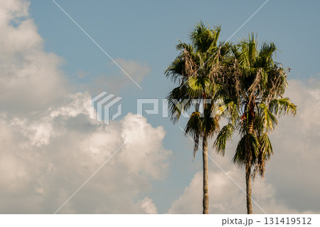 青空に聳え立つヤシの木 青空に聳え立つヤシの木 131419512