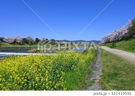 菜の花や桜咲く春の京都市賀茂川を歩く 131419592