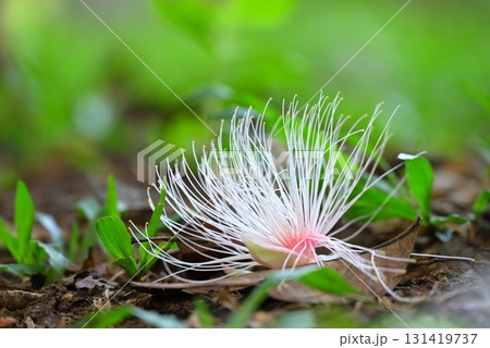 落下したサガリバナの花 落下したサガリバナの花 131419737