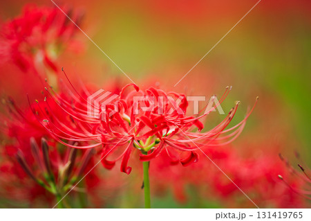 秋色の調べ 背景の柔らかな彩りが、一輪の赤を引き立てる。 秋色の調べ 背景の柔らかな彩りが、一輪の赤を引き立てる。 131419765