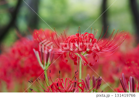深紅の舞　しなやかな花弁が風に踊るように広がる。 131419766