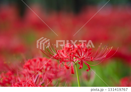 静寂の中の朱　群れの中で、ひっそりと際立つ一輪。 131419767