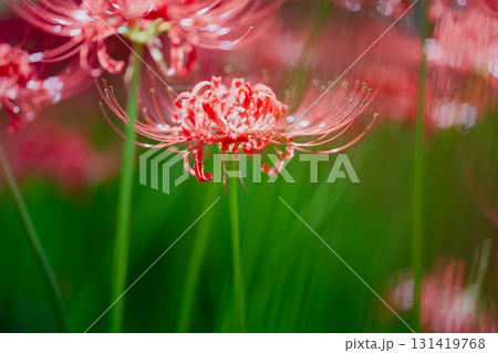 光に透ける命　花びら一枚一枚が、秋の日差しを映す。 131419768