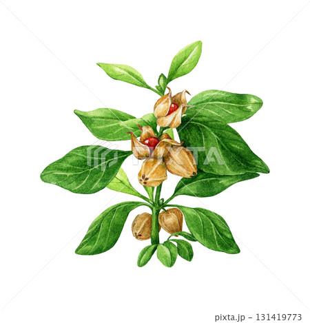 Ashwagandha plant watercolor painted illustration. Withania somnifera adaptogenic medicinal plant isolated on white background. Ashwagandha ayurveda herb stem with leaves, flowers and berries 131419773