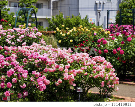 広尾防災公園(市川市)の花の広場(バラ園) 広尾防災公園(市川市)の花の広場(バラ園) 131419912