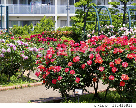 広尾防災公園(市川市)の花の広場(バラ園) 広尾防災公園(市川市)の花の広場(バラ園) 131419913