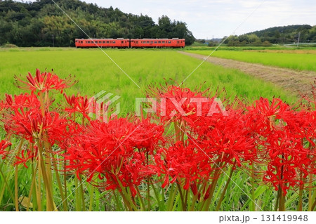 小湊鐵道「彼岸花咲く田園風景と昔懐かしい列車」 131419948