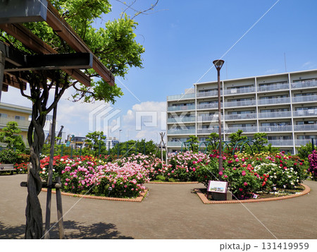 広尾防災公園(市川市)の花の広場(バラ園) 131419959