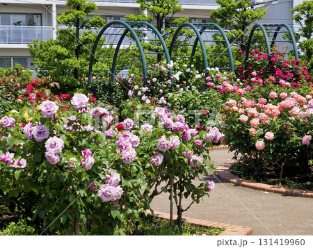 広尾防災公園(市川市)の花の広場(バラ園) 131419960