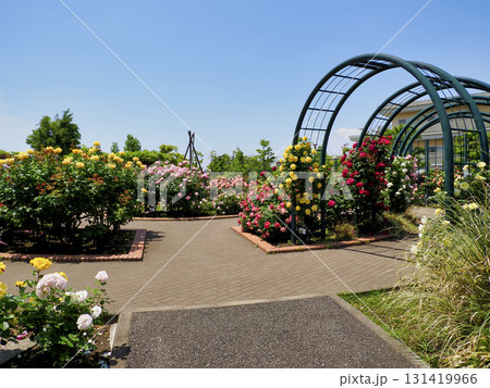広尾防災公園(市川市)の花の広場(バラ園) 131419966