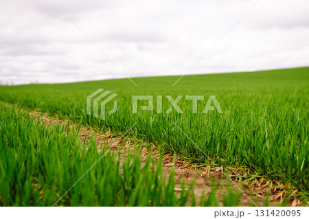 Green wheat growing in the fields. ?oncept of agriculture, ecology, gardening. Field of green grass. Green wheat growing in the fields. ?oncept of agriculture, ecology, gardening. Field of green grass. 131420095