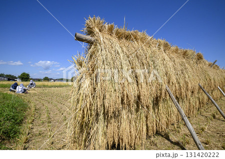 農村風景 イネの自然乾燥 小田掛け 美味しいお米 農村風景 イネの自然乾燥 小田掛け 美味しいお米 131420222