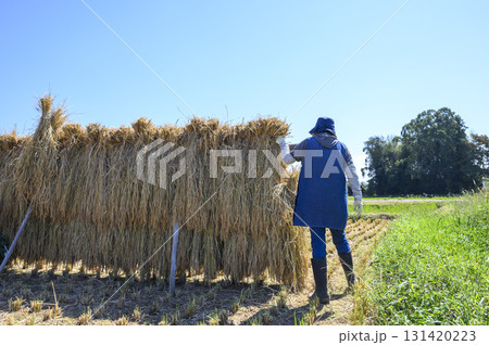 農村風景 イネの自然乾燥 小田掛け 美味しいお米 農村風景 イネの自然乾燥 小田掛け 美味しいお米 131420223