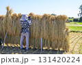 農村風景　イネの自然乾燥　小田掛け 美味しいお米　 131420224