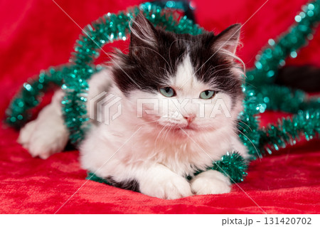 Funny little kitten wrapped in Christmas glitter garland lies on a red blanket. Christmas concept. 131420702