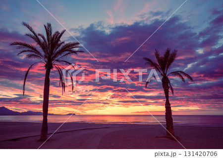 Palm trees on the beach against the dramatic sunset sky. Silhouette of tall palm trees. Tropical evening landscape. Beautiful tropical nature Palm trees on the beach against the dramatic sunset sky. Silhouette of tall palm trees. Tropical evening landscape. Beautiful tropical nature 131420706
