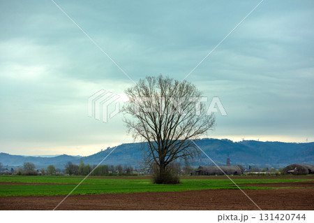 Bare tree in a field in spring. Farmland near Heimsheim. Germany Bare tree in a field in spring. Farmland near Heimsheim. Germany 131420744