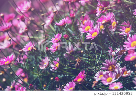 Nature flower background. Flowering chrysanthemum in the garden 131420953