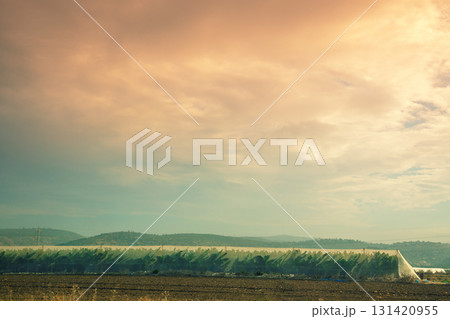 Banana plantation on a sunny day. Tropical landscape 131420955