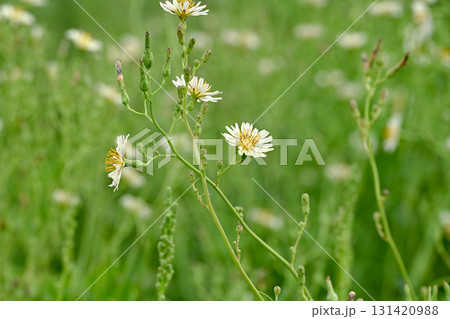 アキノノゲシ 131420988