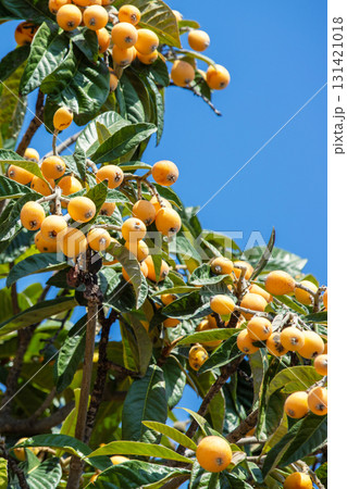Eriobotrya japonica tree with ripe orange fruits against blue sky. Vertical photo Eriobotrya japonica tree with ripe orange fruits against blue sky. Vertical photo 131421018
