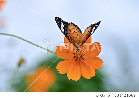 ツマグロヒョウモンのメス 131421068
