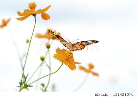 ツマグロヒョウモンのメス ツマグロヒョウモンのメス 131421070