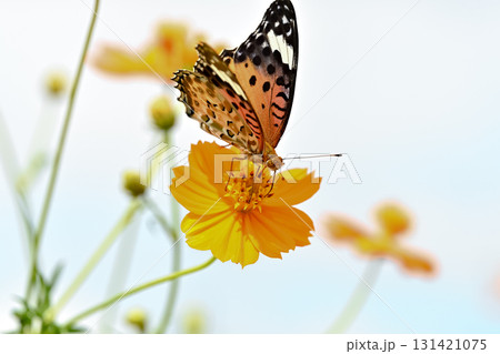 ツマグロヒョウモンのメス 131421075