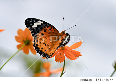 ツマグロヒョウモンのメス 131421077