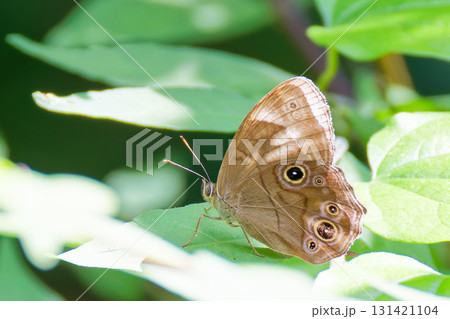 葉に留まるヒカゲチョウ 131421104