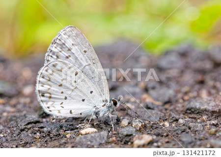 地面に降りたルリシジミ 地面に降りたルリシジミ 131421172