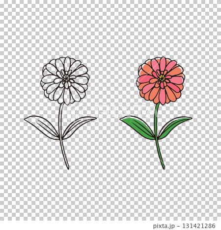 百日菊切花插圖 百日菊切花插圖 131421286