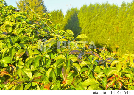 Parthenocissus quinquefolia, commonly known as Virginia creeper, woodbine, five-leaf ivy, or five-fingered ivy, is a species of flowering vine in the family Vitaceae. Rich green background. This Parthenocissus quinquefolia, commonly known as Virginia creeper, woodbine, five-leaf ivy, or five-fingered ivy, is a species of flowering vine in the family Vitaceae. Rich green background. This 131421549